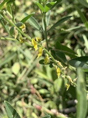 Crotalaria sphaerocarpa sphaerocarpa