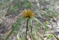 Rhynchospora heterochaeta