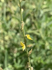 Crotalaria sphaerocarpa sphaerocarpa