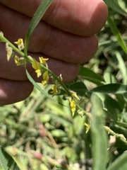 Crotalaria sphaerocarpa sphaerocarpa