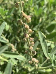Crotalaria sphaerocarpa sphaerocarpa