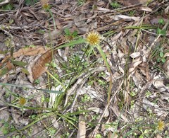 Rhynchospora heterochaeta