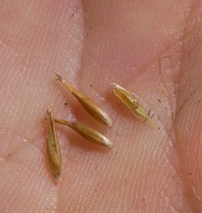 Rhynchospora heterochaeta