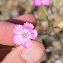 Dianthus virgineus