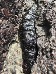Holothuria atra