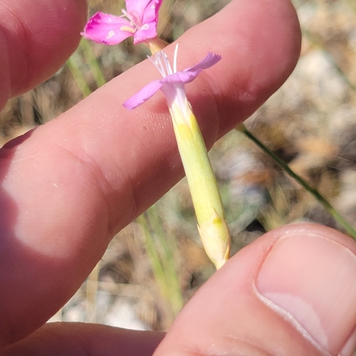 Dianthus virgineus, photograph 1
