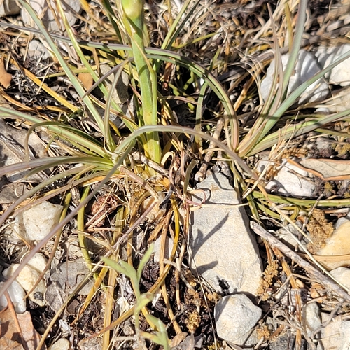 Dianthus virgineus, photograph 2