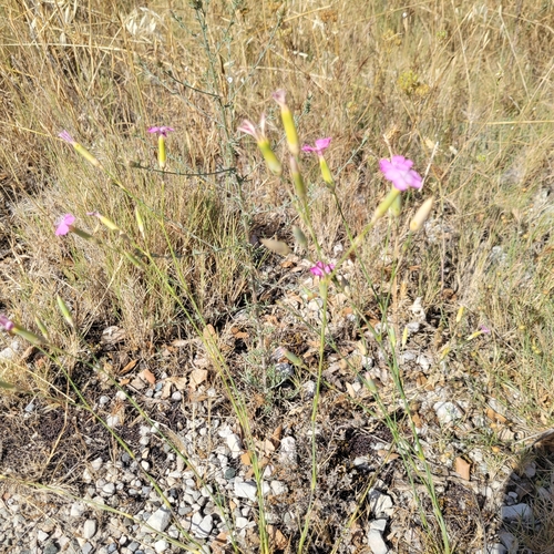 Dianthus virgineus, photograph 3