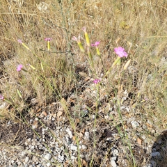 Dianthus virgineus, photograph (c) Matt Pelikan, some rights reserved (CC BY)