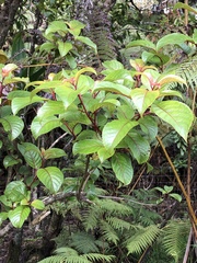 Perrottetia sandwicensis