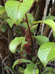Perrottetia sandwicensis