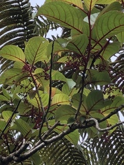 Perrottetia sandwicensis