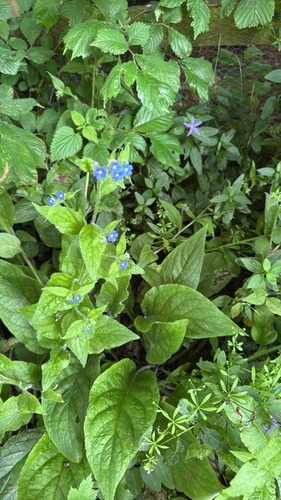 Green Alkanet