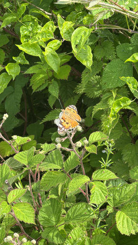Painted Lady