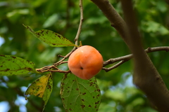 Ebenaceae