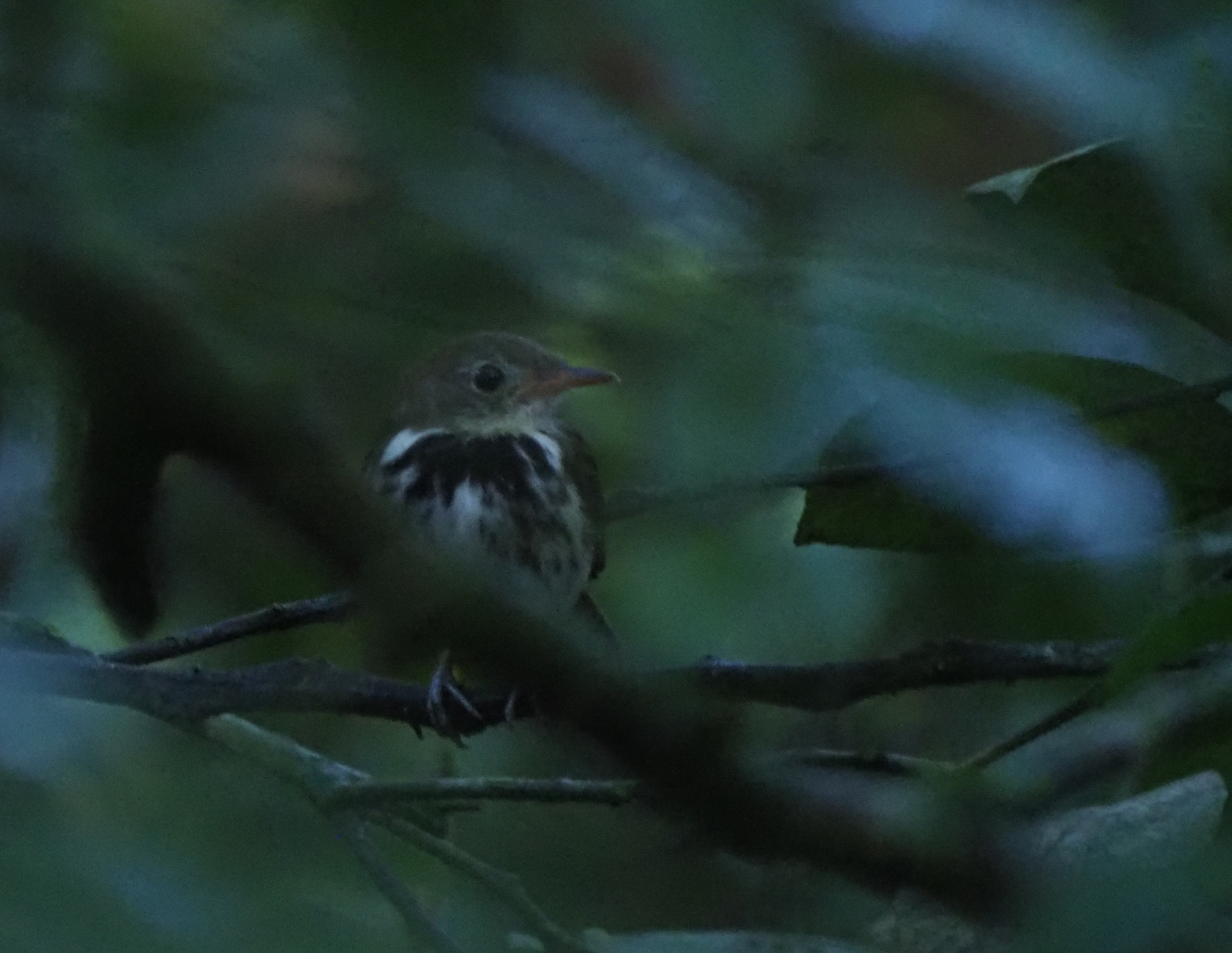 Southern Antpipit (Corythopis delalandi), photo 4