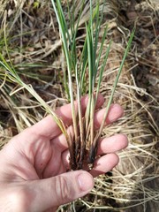 Carex appropinquata