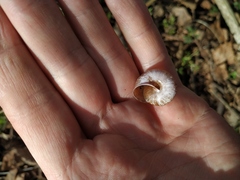 Fruticicola fruticum