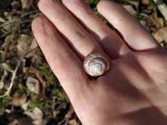 Fruticicola fruticum