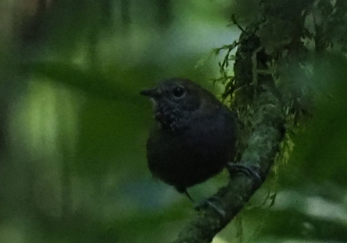 Star-throated Antwren (Rhopias gularis), photo 3