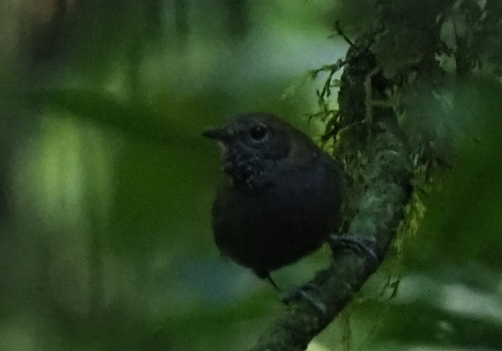 Star-throated Antwren (Rhopias gularis), photo 7