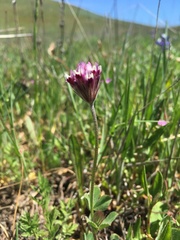Trifolium dichotomum