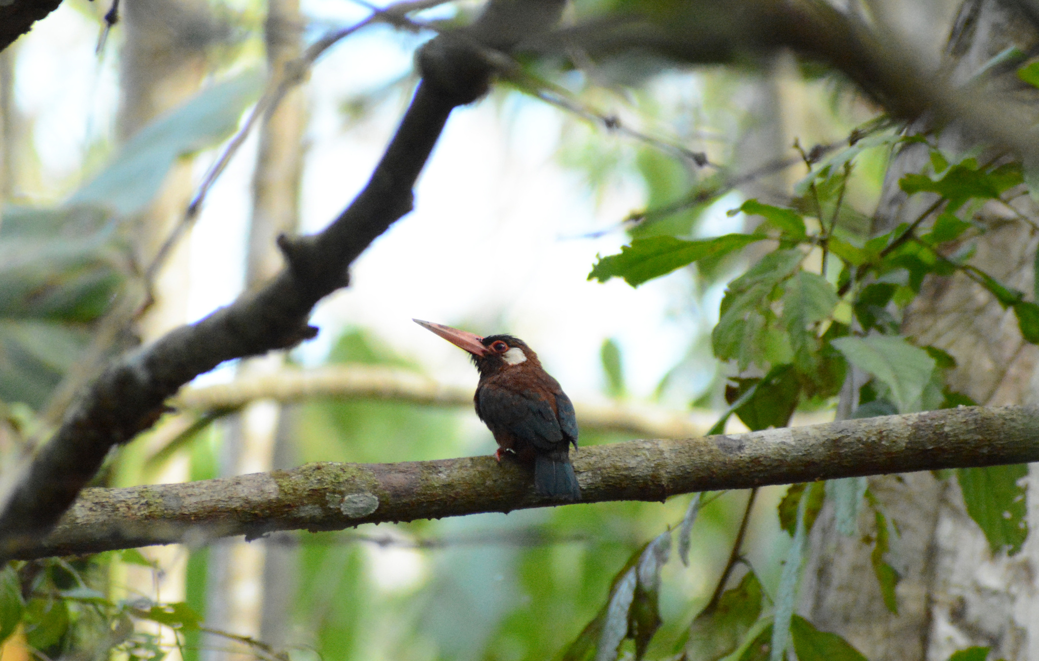 White-eared Jacamar (Galbalcyrhynchus leucotis), photo 6