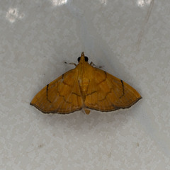 Hyalobathra