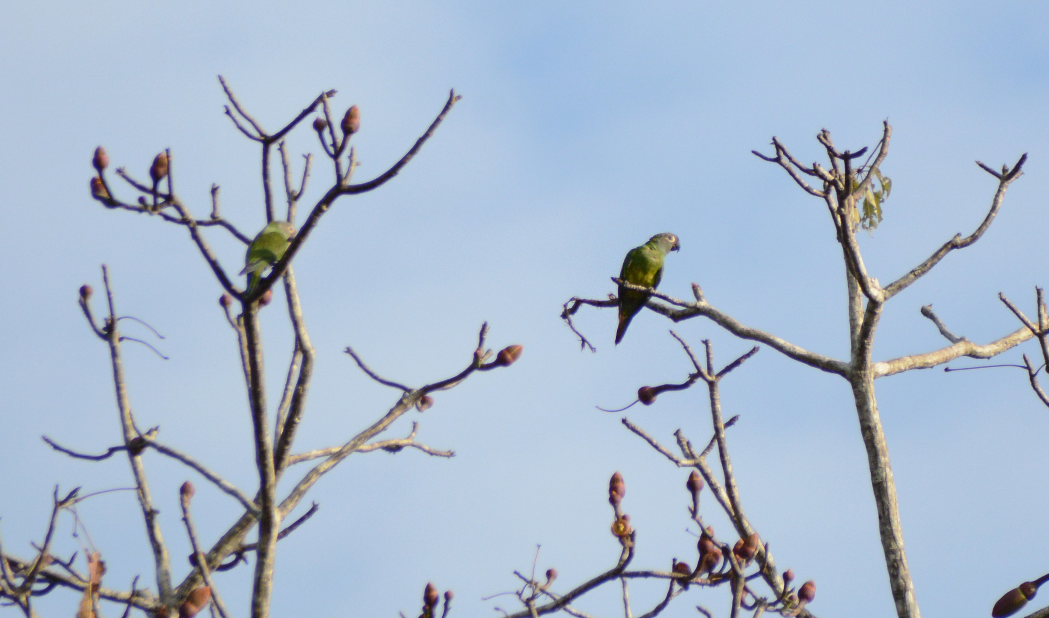 Dusky-headed Parakeet (Aratinga weddellii), photo 5