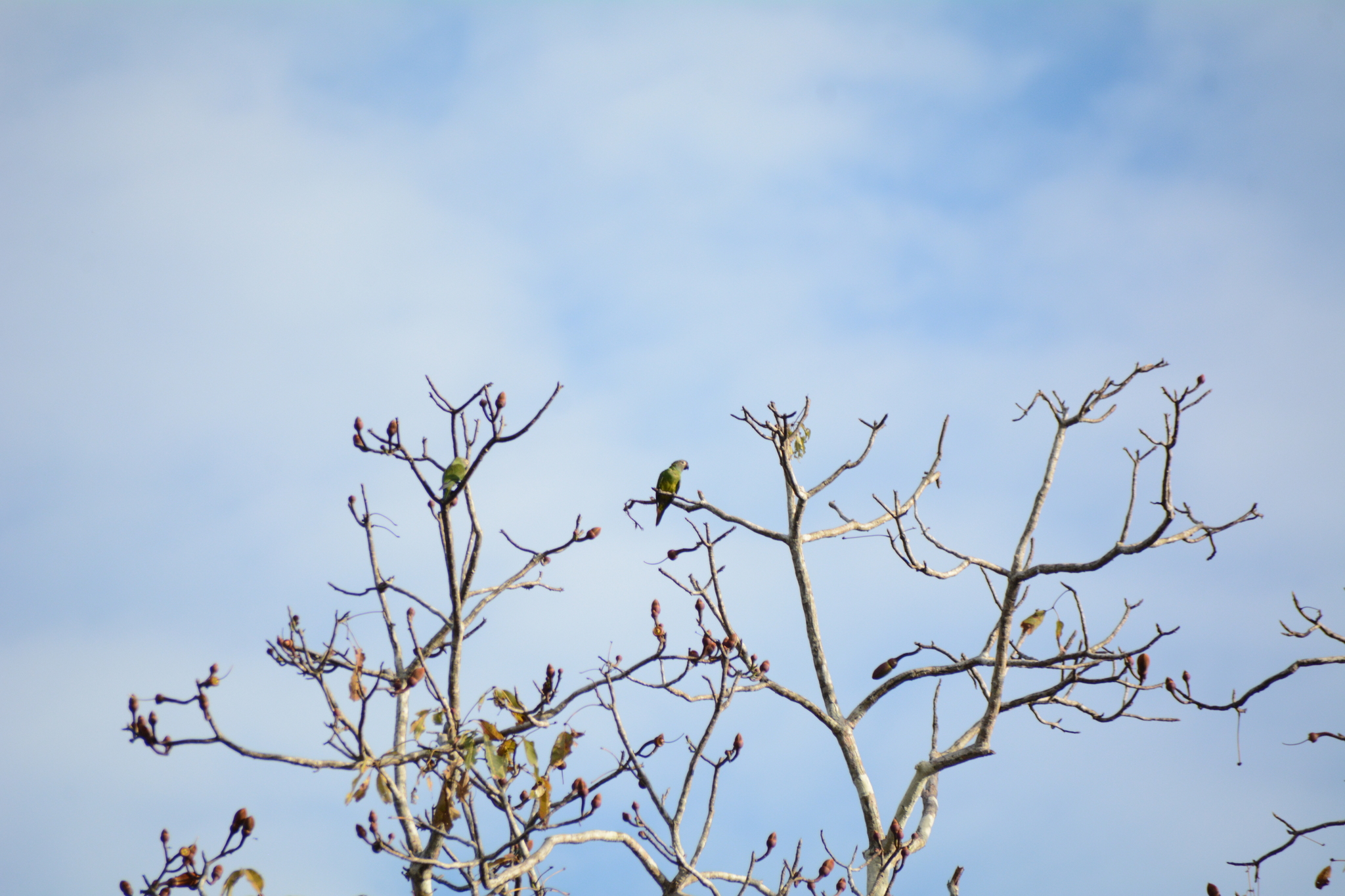 Dusky-headed Parakeet (Aratinga weddellii), photo 6