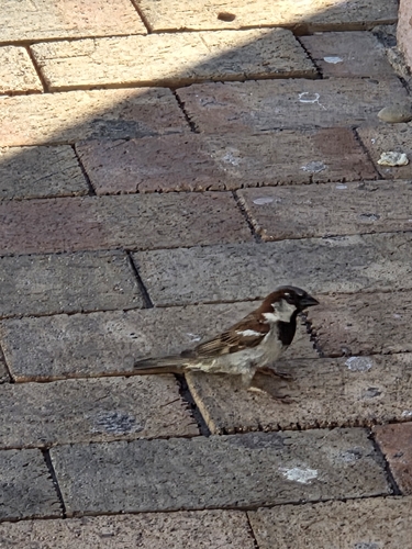 House Sparrow