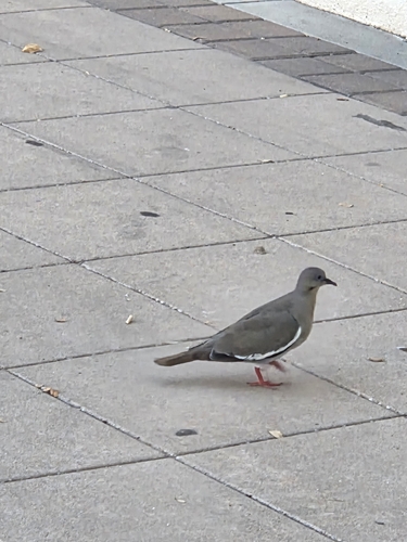 White-winged Dove