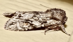 Egira crucialis