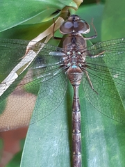 Gynacantha subinterrupta