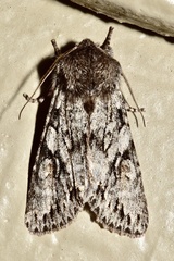 Egira crucialis