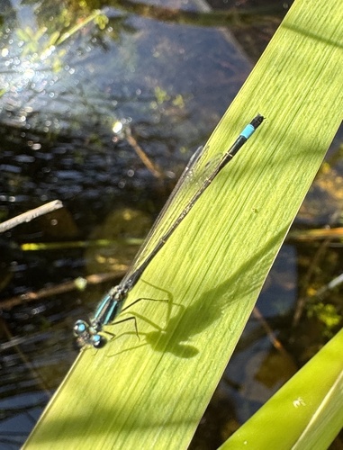 Blue-tailed Damselfly