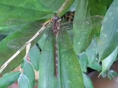 Gynacantha subinterrupta