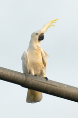 Cacatua galerita galerita