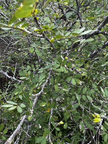 Coursetia axillaris