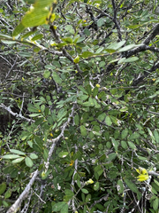 Coursetia axillaris