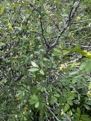 Coursetia axillaris, photograph 2