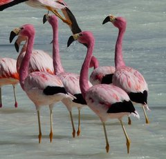 Phoenicoparrus andinus