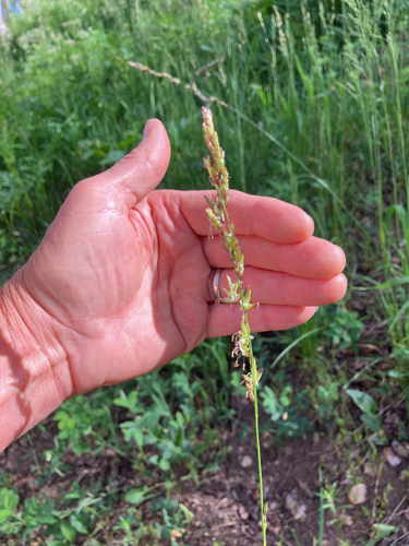 Melica bulbosa observed 2026-06-18