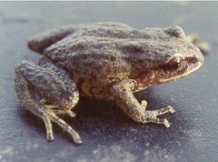 Pristimantis curtipes