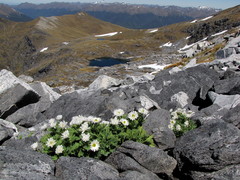 Ranunculus buchananii