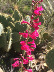 Penstemon parryi