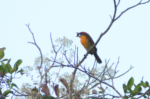 Scarlet-crowned Barbet (Capito aurovirens)