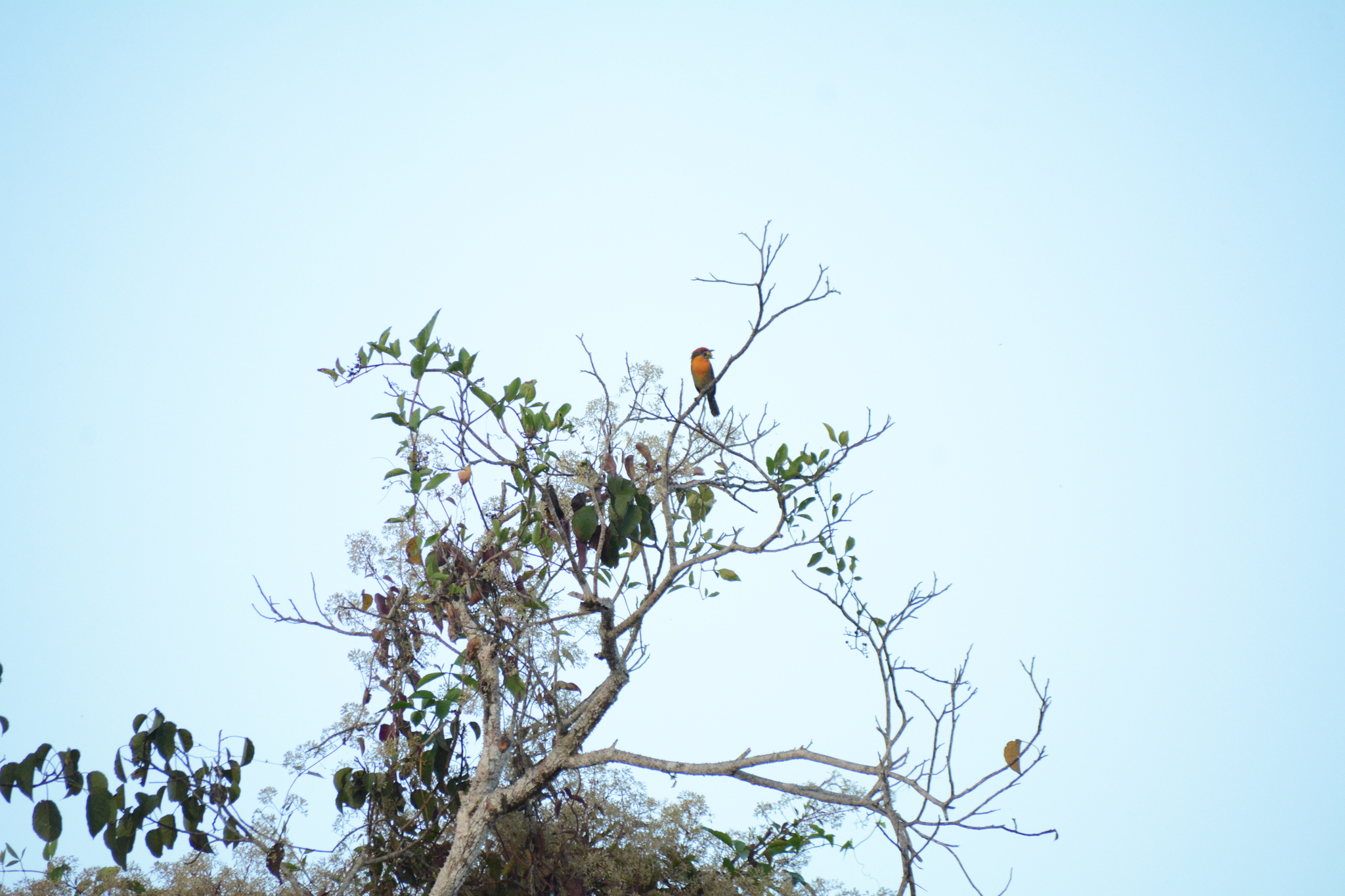 Scarlet-crowned Barbet (Capito aurovirens), photo 2