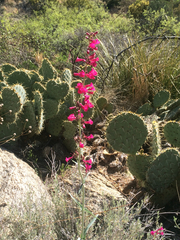 Penstemon parryi