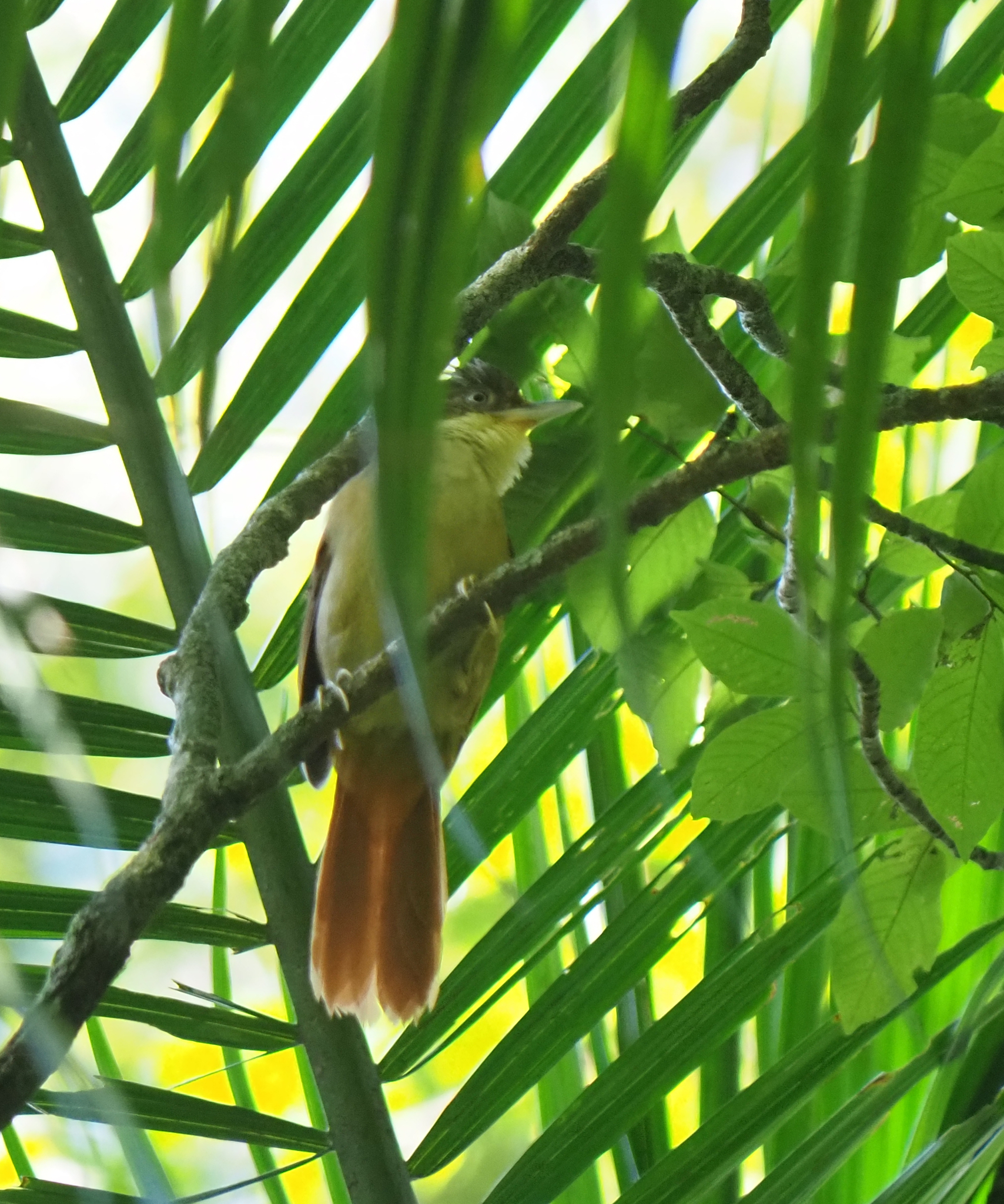 White-eyed Foliage-gleaner (Automolus leucophthalmus), photo 2